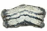Mammoth Molar Slice With Case - South Carolina #377783-1